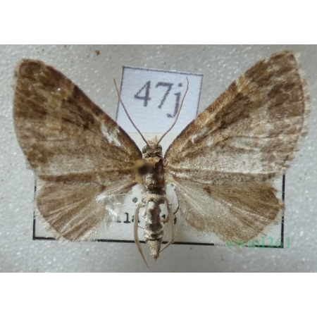 Pterapherapteryx sexalata (Retzius, 1783) Płatynka wierzbówka Slovakia47j